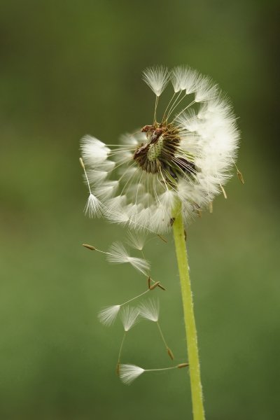 Chute de parachutes. Jardin Nestin. Véronique côme